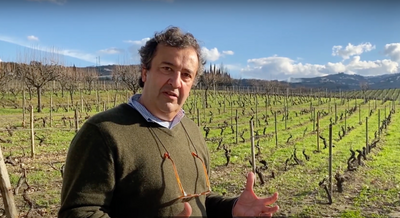 The Secrets of the old Vineyards