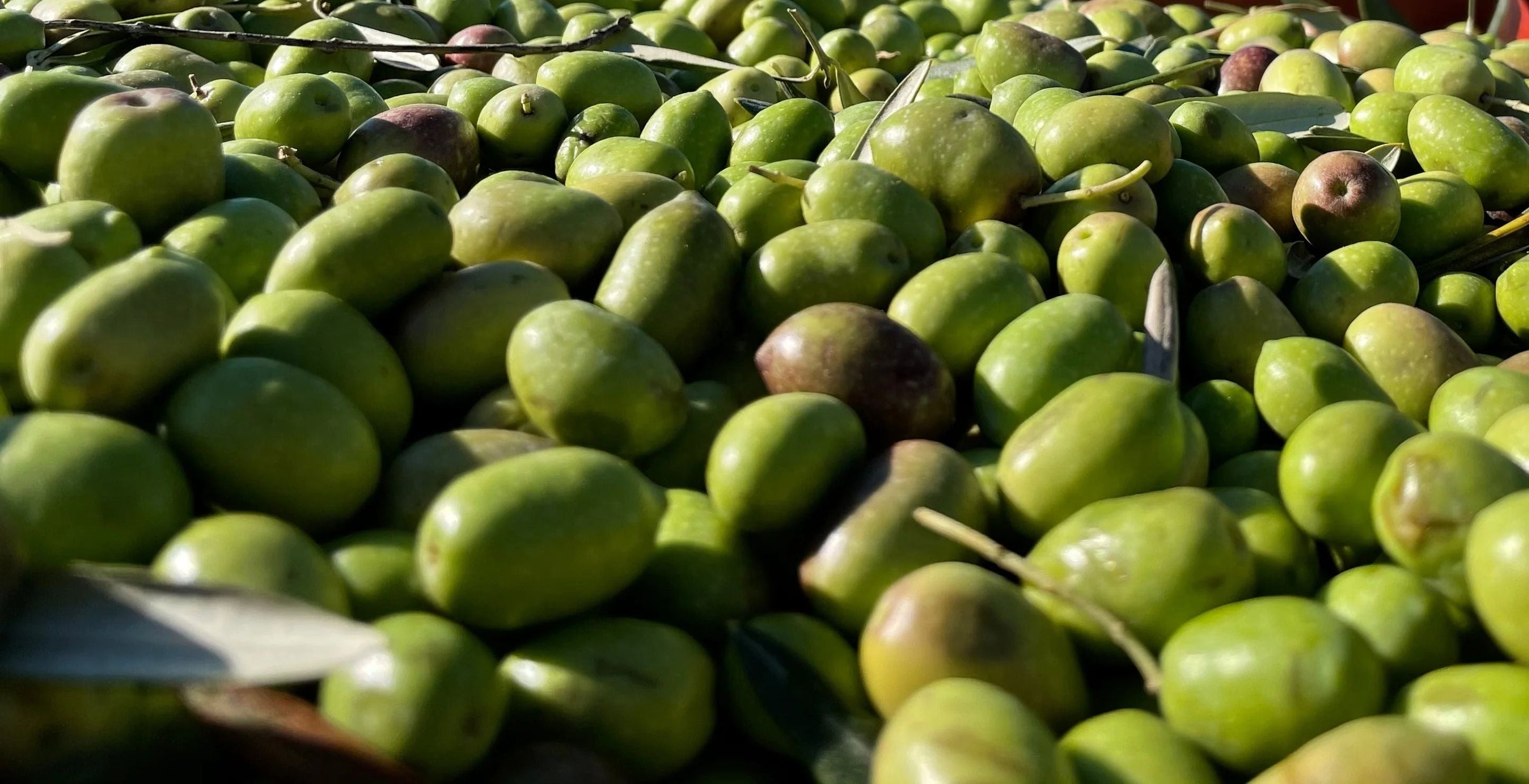 OLIVE OIL